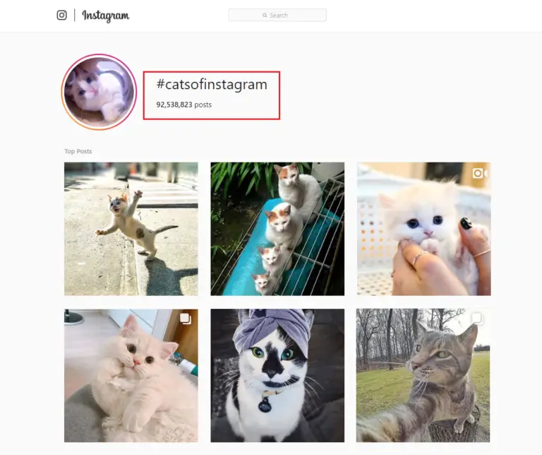 Cat Hashtags (to copy and paste) on Instagram to make your cat famous