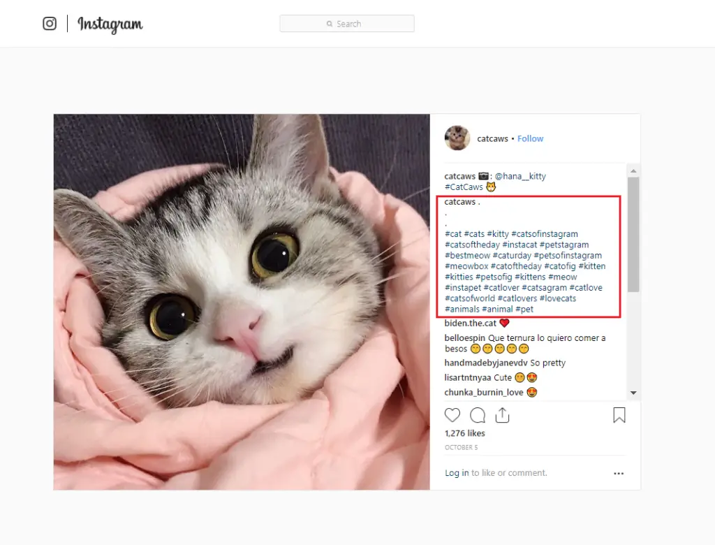 Cat Hashtags (to copy and paste) on Instagram to make your cat famous