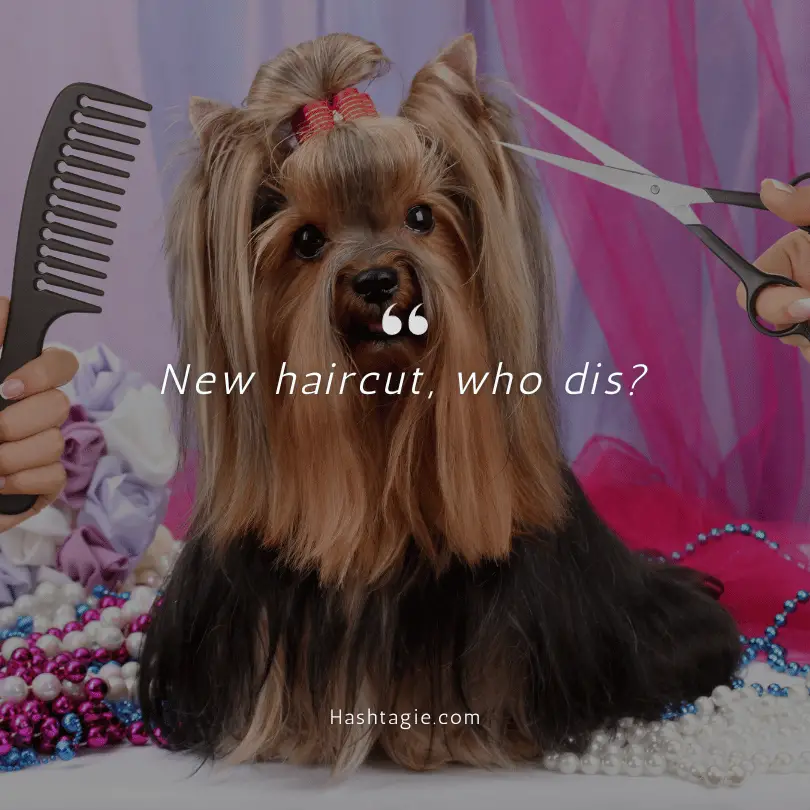 Captions for dog's first haircut example image