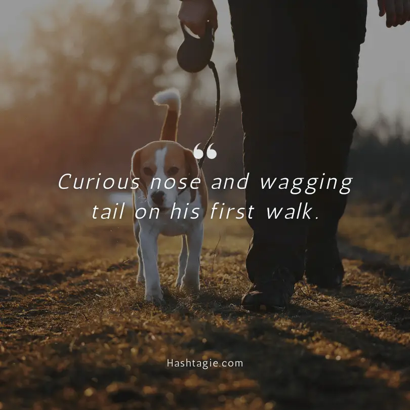 Captions for dog's first walk example image