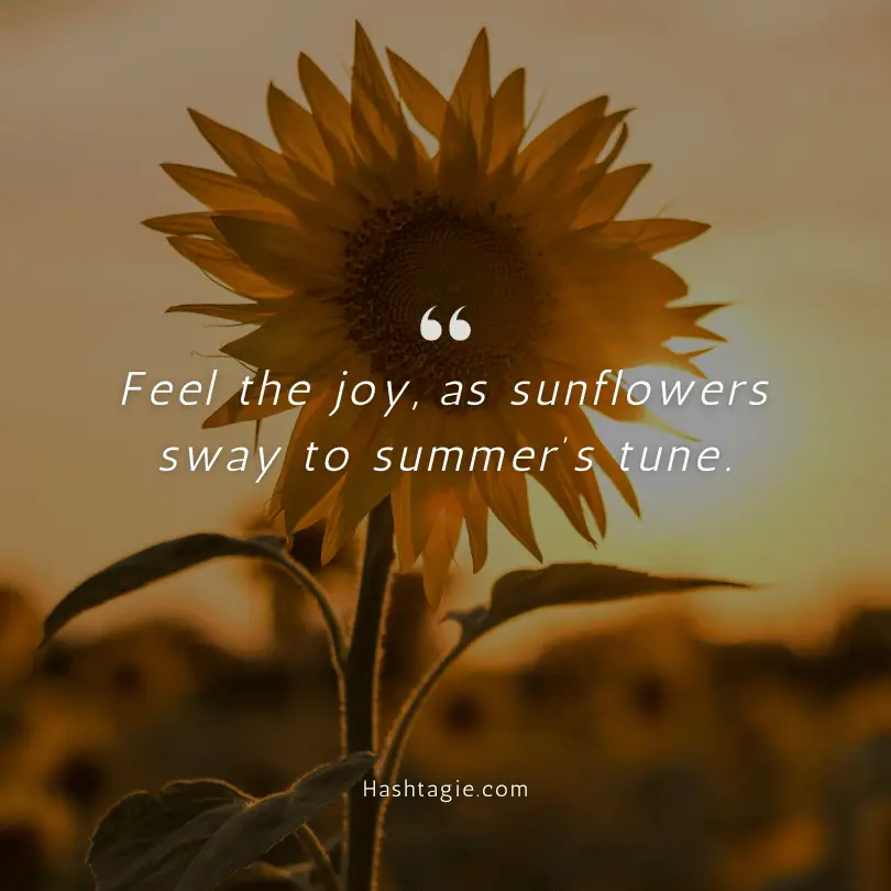 Captions for sunflower photos example image