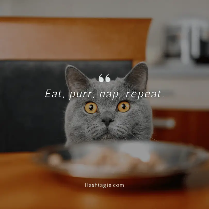 Cat mealtime Instagram captions example image