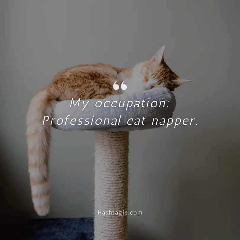 Cat nap time captions example image