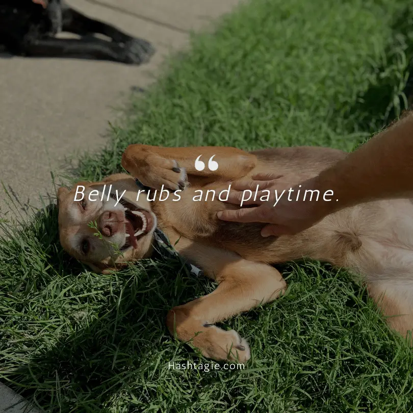 Dog playdate captions example image