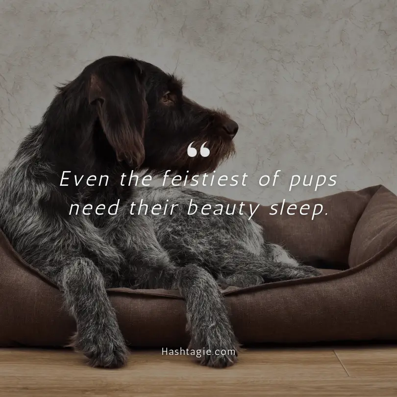 Dog's bedtime captions example image