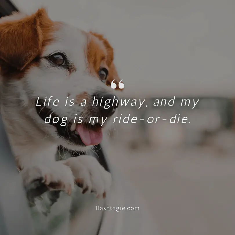 Dog's road trip captions example image