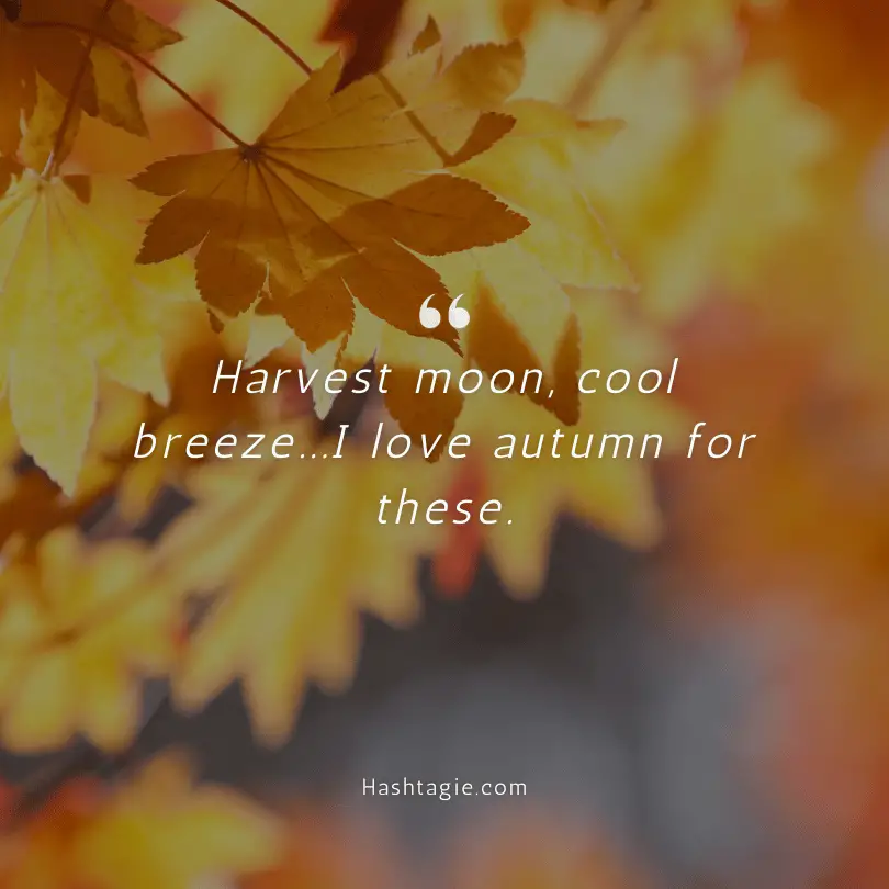 Fall foliage Instagram captions example image