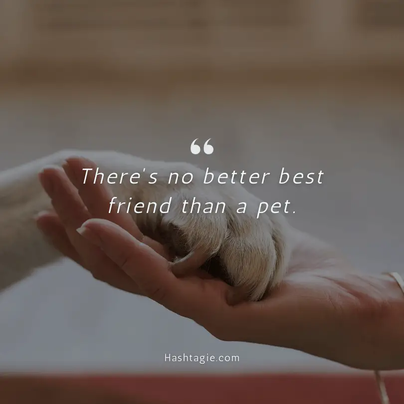 Instagram captions for pets example image