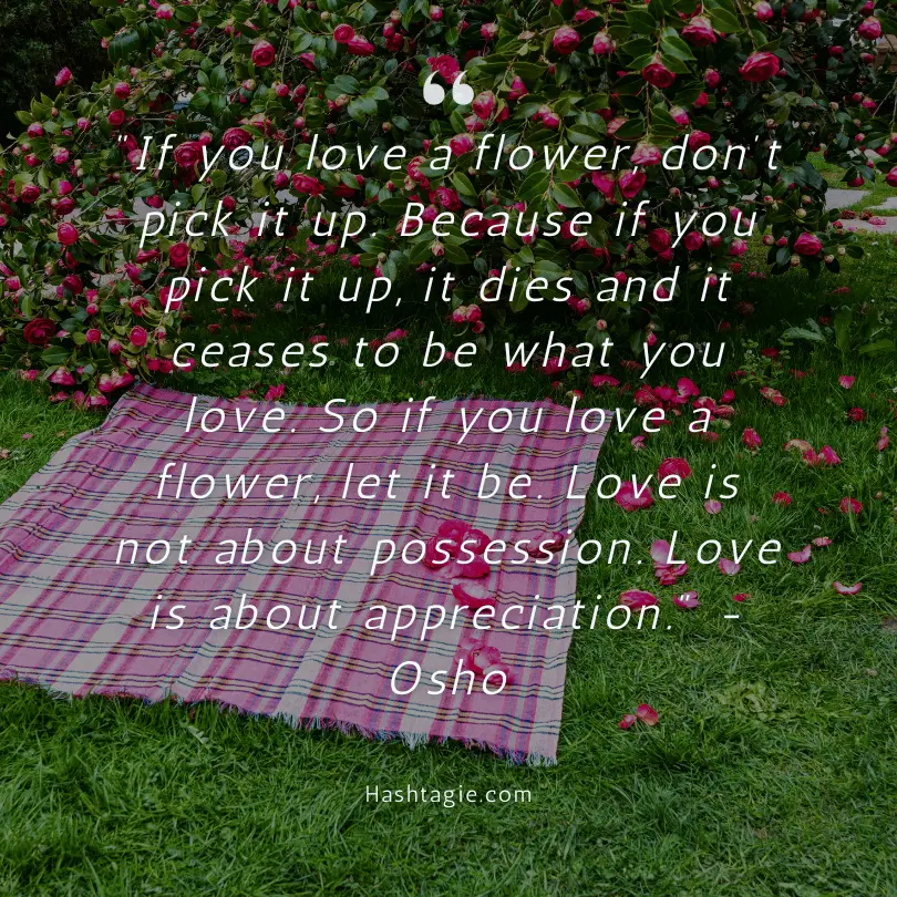 Nature and picnic quotes  example image