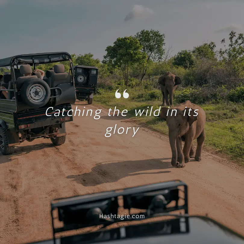 Safari trip captions  example image